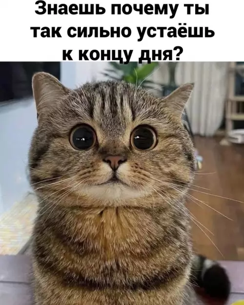 продолжение Смешная картинка №724544