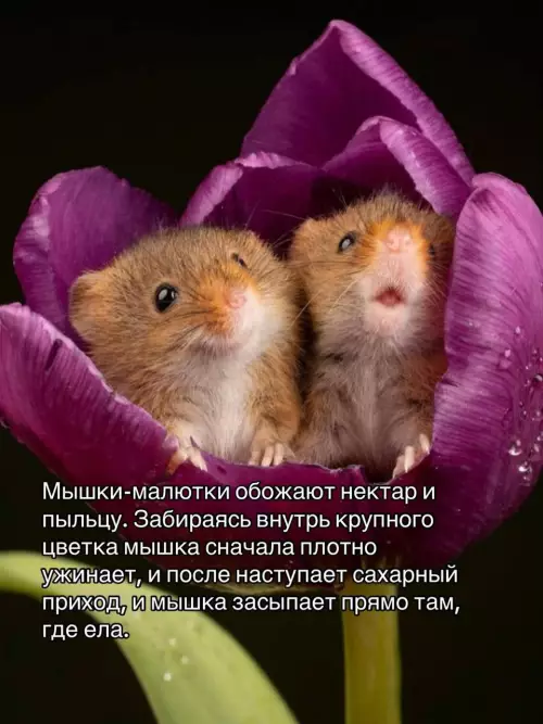 продолжение Смешная картинка о мышках