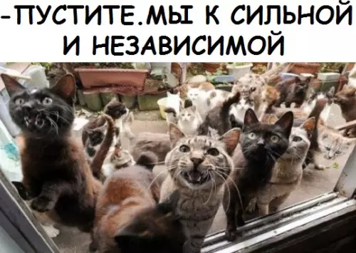 Смешная картинка №307142 кошки