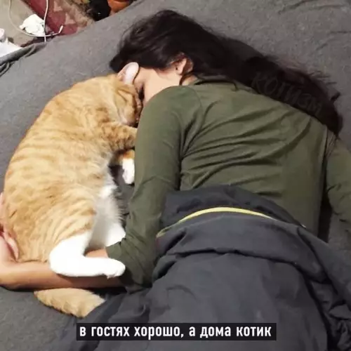продолжение Смешная картинка №569992 Котовьи поговорки