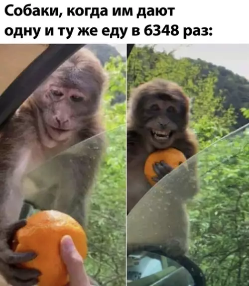 Смешная картинка №499344