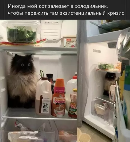 Смешная картинка №633274 коты