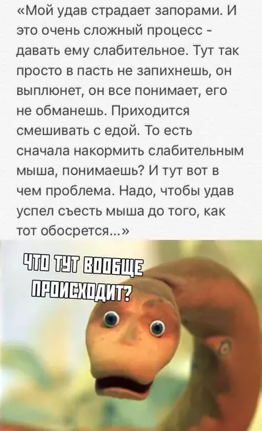 Смешная картинка №351212 животные