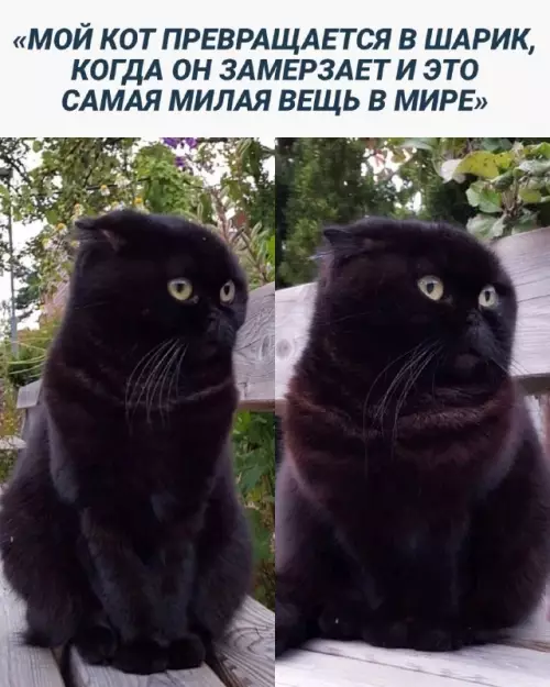 Смешная картинка №666327 Коты 
