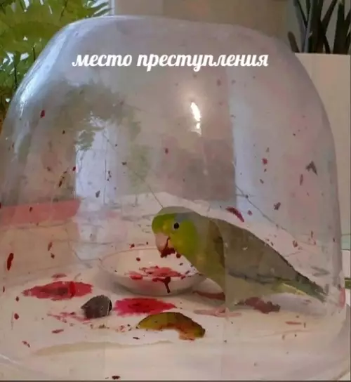 Смешная картинка №699259 Моя комната после того, как я разделался с гранатом: