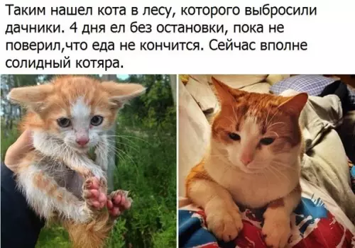 Смешная картинка №285134 кошки