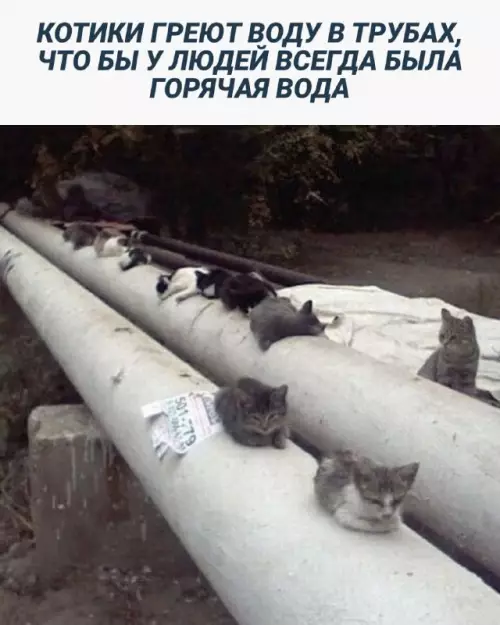 Смешная картинка №661481 Коты