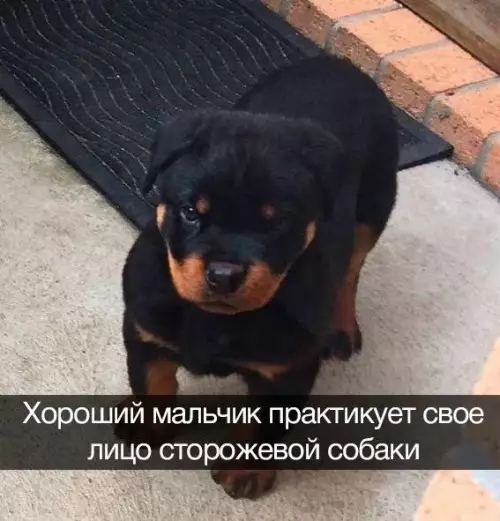 Смешная картинка №659656