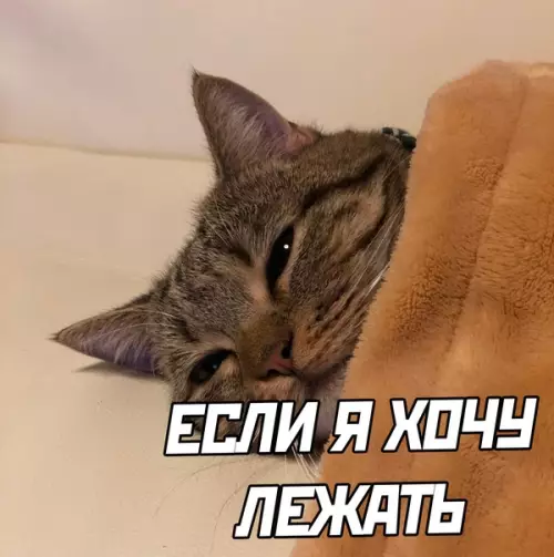 продолжение Смешная картинка №575221 коты