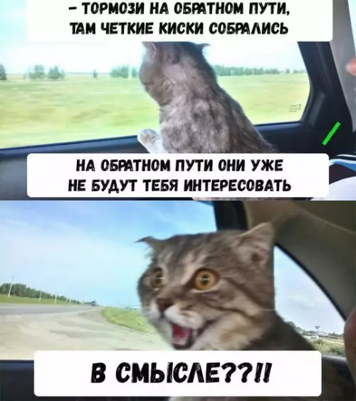 Смешная картинка №200974 коты