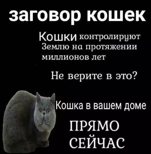 Секретный план пушистых захватчиков 🐱🕵️‍♂️ - заговор кошек Кошки контролируют Землю на протяжении миллионов лет Не
