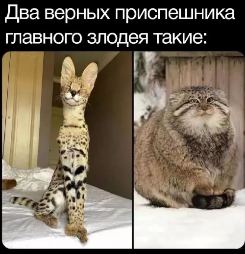 Смешная картинка №739353