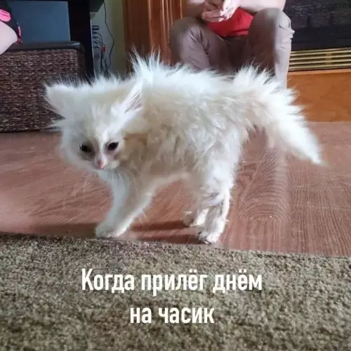 Смешная картинка №780425
