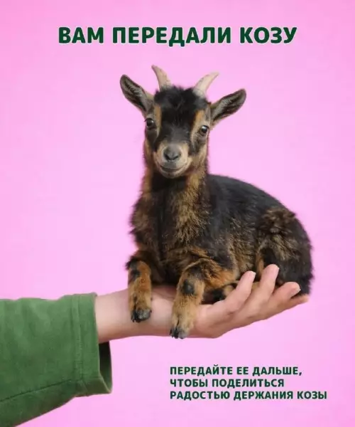 Лови козу! 🐐 Срочная доставка радости - ВАМ ПЕРЕДАЛИ КОЗУ. ПЕРЕДАЙТЕ ЕЕ ДАЛЬШЕ, ЧТОБЫ ПОДЕЛИТЬСЯ РАДОСТЬЮ ДЕРЖАНИЯ