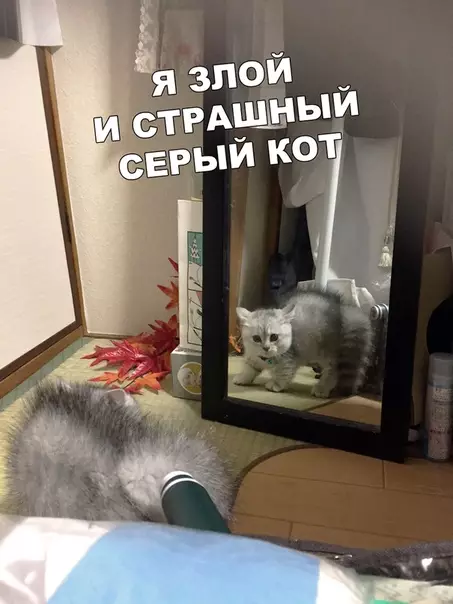Смешная картинка №479471 Бойся меня