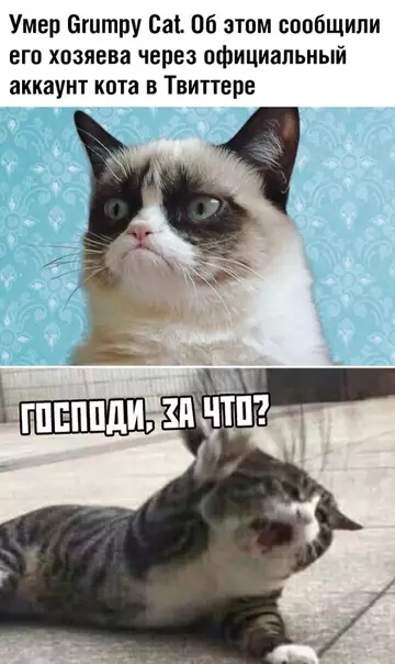 Смешная картинка №356358