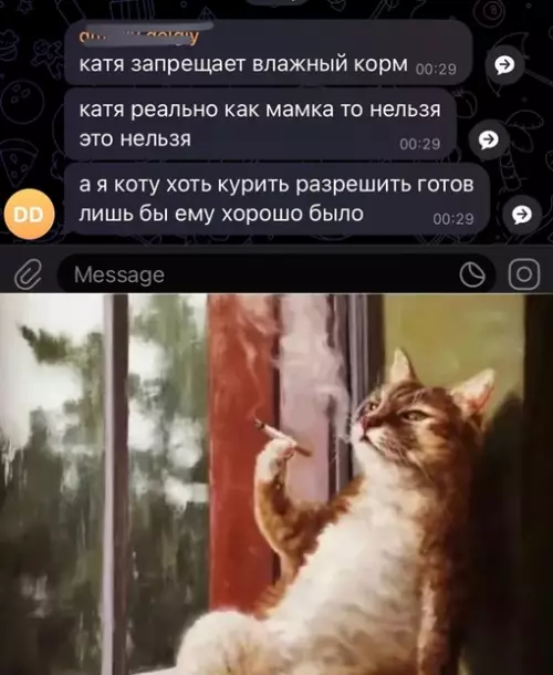 Смешная картинка №717130 Всё ради кота Коты