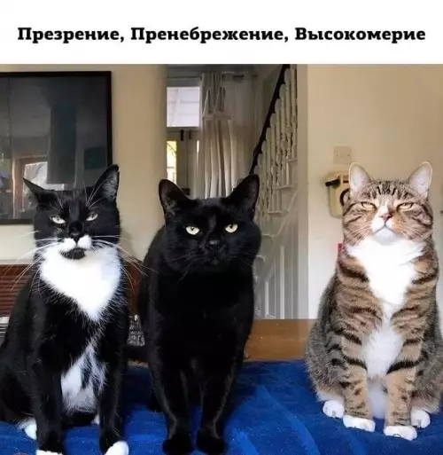 Тройка элитных снобов 😼 - Презрение, Пренебрежение, Высокомерие