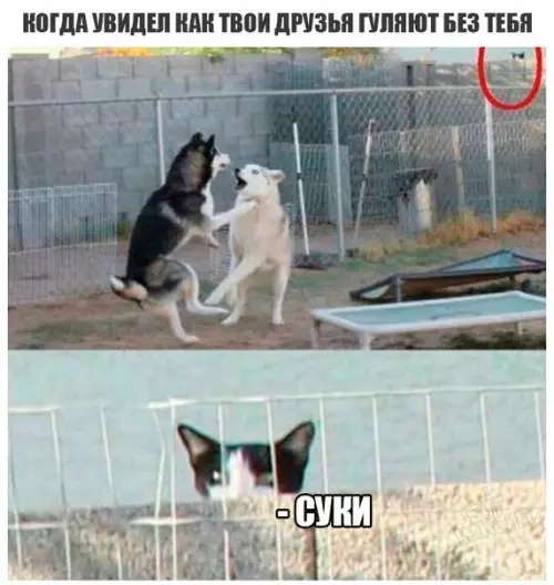 Смешная картинка №191254