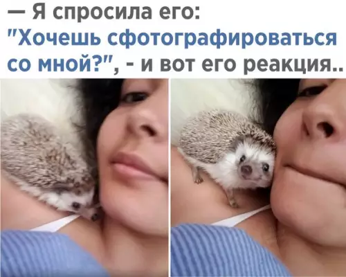 Смешная картинка №251644 ежик