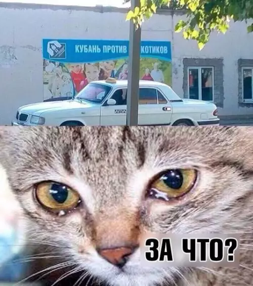 Смешная картинка №206849