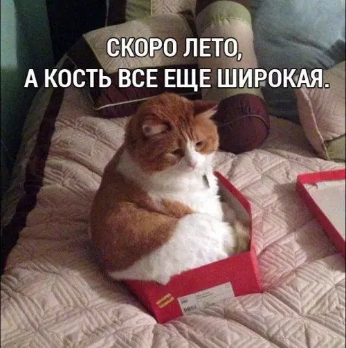 Смешная картинка №182101 котик