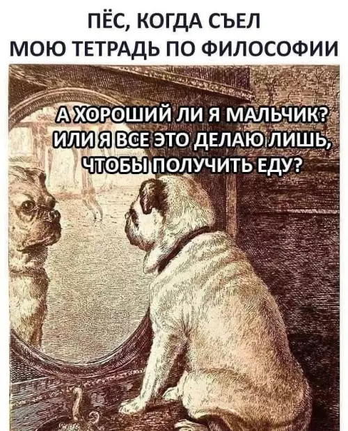 Когда съел тетрадку по философии 🐶📜 - ПЁС, КОГДА СЪЕЛ МОЮ ТЕТРАДЬ ПО ФИЛОСОФИИ А ХОРОШИЙ ЛИ