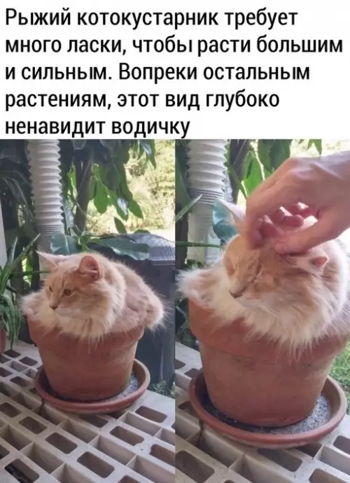Смешная картинка №701193
