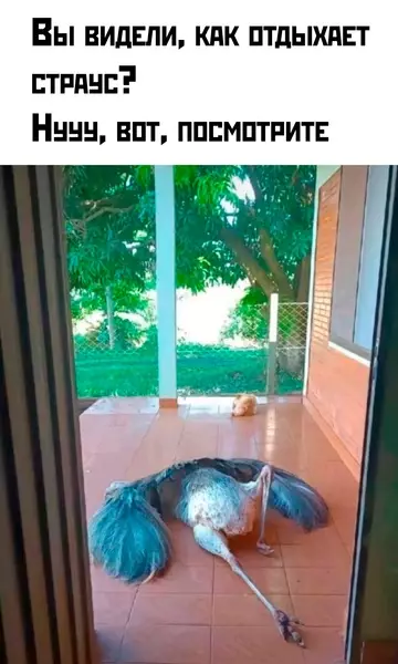 Смешная картинка №746330 Лежит животные