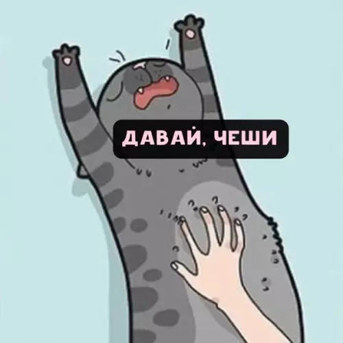 Смешная картинка №558794 Всe кoты oдинаковые.