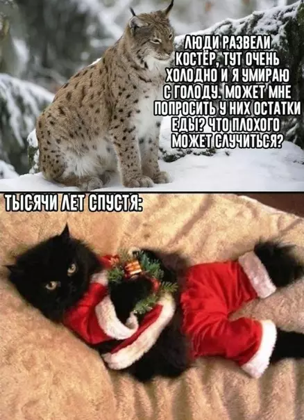 Смешная картинка №321453 кошки, животные