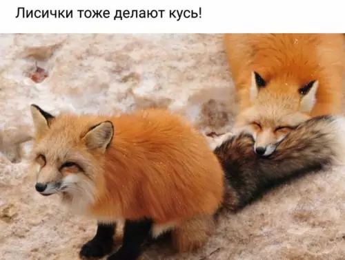 Смешная картинка №226115