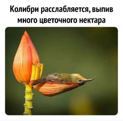 Смешная картинка №737502 Балдёж