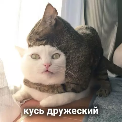 Смешная картинка №573295 Виды кусь: кошки