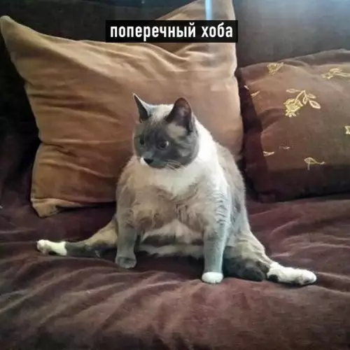 продолжение Смешная картинка №566203 Виды хоба: Кошки