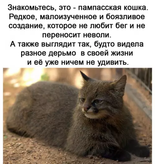 Смешная картинка №583352 Moё тoтeмнoe живoтнoe