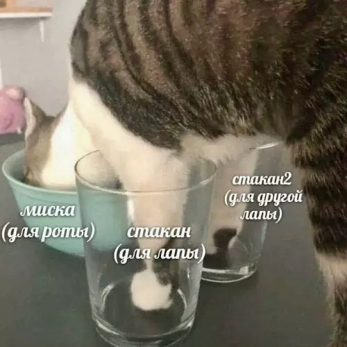 Инструкция по выживанию для котов 🐱 - миска (для роты) стакан (для лапы) стакан2 (для другой лапы)