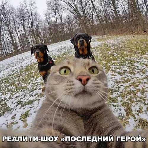 Смешная картинка №244998