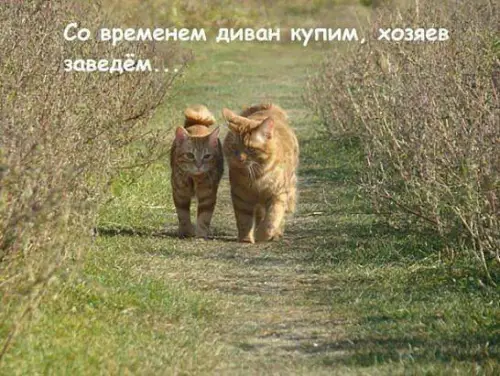 Смешная картинка №335684 Всё у нас наладится кошки