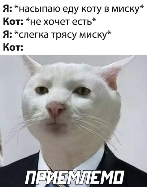 Смешная картинка №531393 кошки