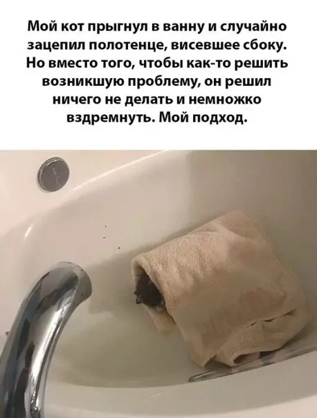 Смешная картинка №329370 Утpо вечepa мyдренее. коты