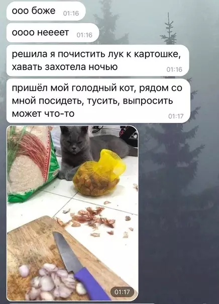 Смешная картинка №593258 Коты