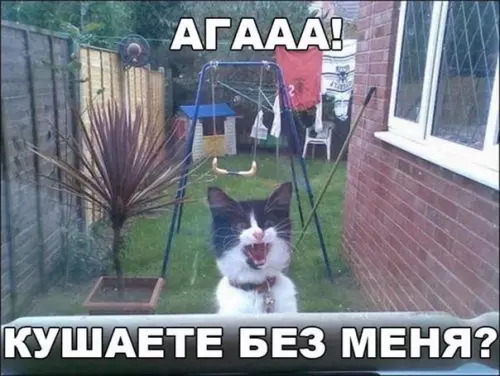 Смешная картинка №177342 коты