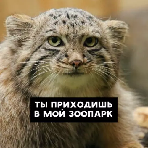 Смешная картинка №421818 Дон Манул