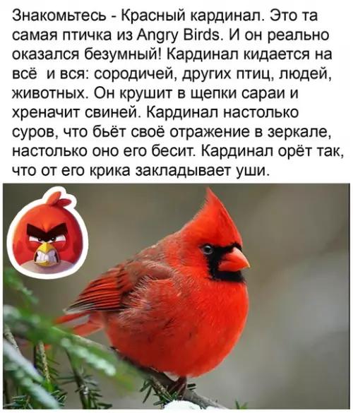 Смешная картинка №501582 Медоед от мира пернатых