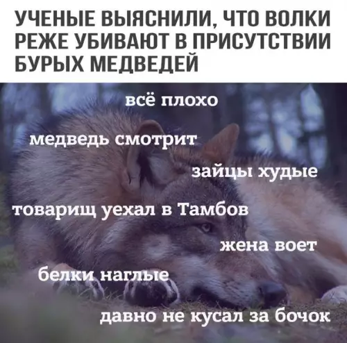 Смешная картинка №196072 волк