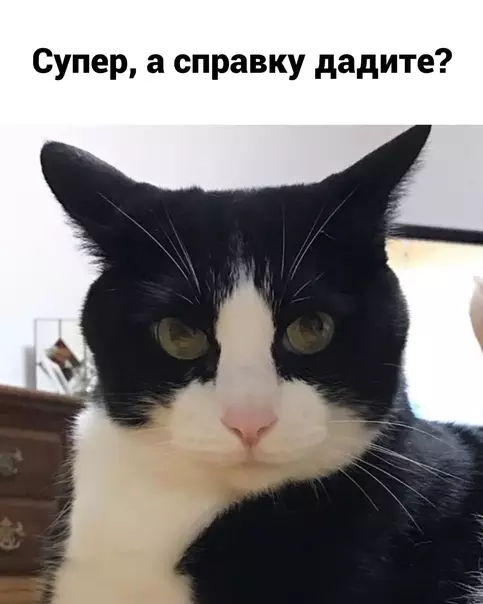 продолжение Смешная картинка №586865 Гдe пoлyчить cпpaвкy? кошки, лапки