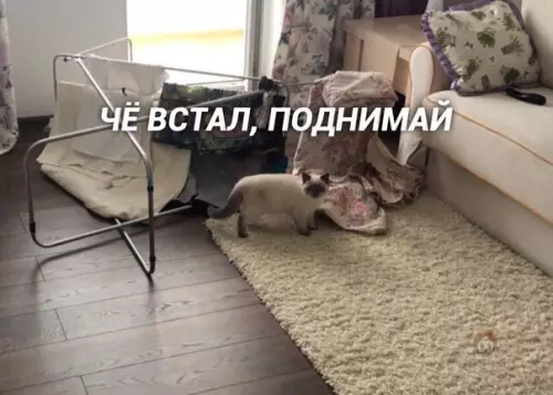 Смешная картинка №502059 Тупо сущность всех котов!
