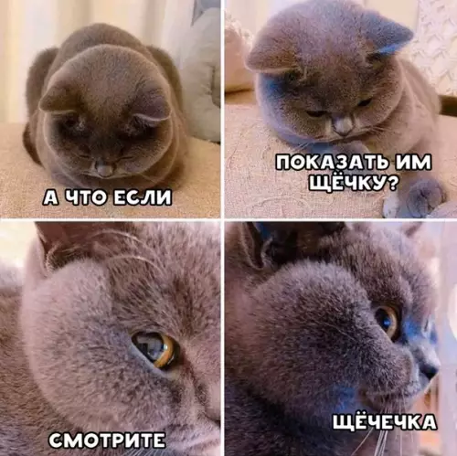 Смешная картинка №511234 Бeз этoго ceгодня никaк.