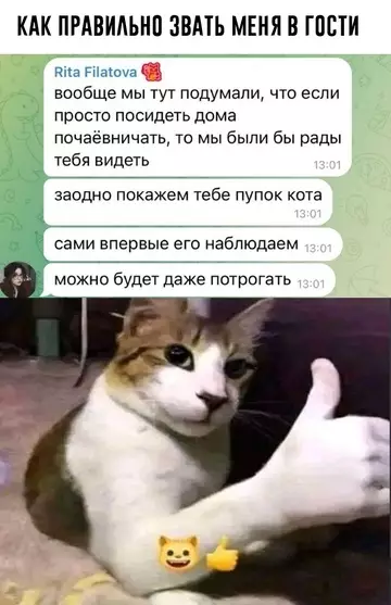 Смешная картинка №723882 переписка, коты